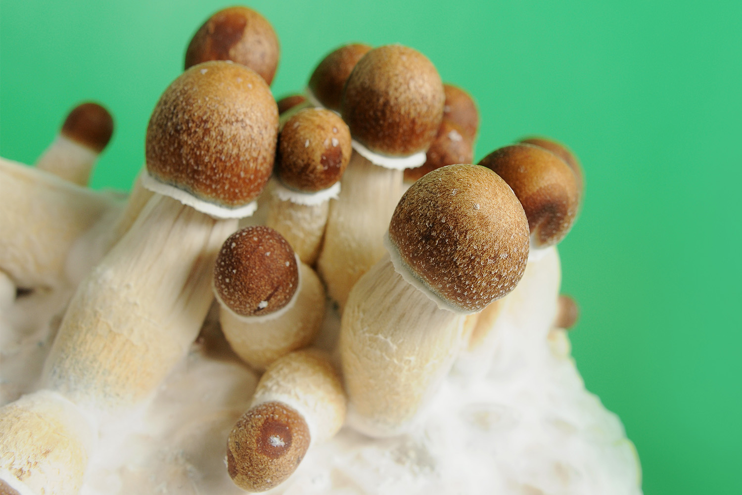 Kits de cultivo FreshMushrooms 100% micelio: comparación de todas las variedades
