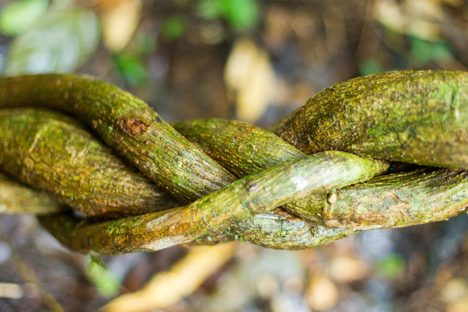 Cultivar Banisteriopsis Caapi: La Liana Sagrada de Ayahuasca