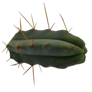 Bolivian Torch - Trichocereus bridgesii