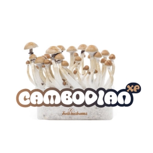 Kambodschanische FreshMushrooms Pilzanbausatz 1200cc
