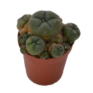 Peyote cluster 5.5cm - Lophophora williamsii
