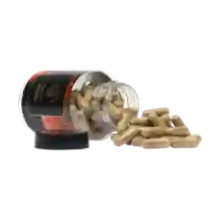 Reishi extract capsules - 120 caps