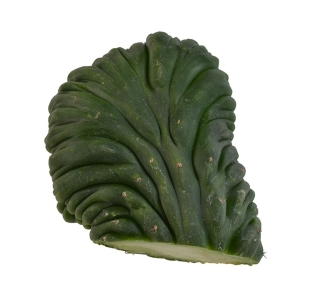 Trichocereus pachanoi forma cristata (cutting)