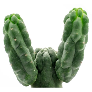 San pedro monstruosus - Trichocereus pachanoi