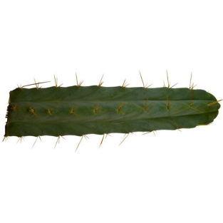 Bolivian Torch - Trichocereus bridgesii