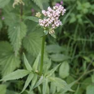 Valeriana officinalis 20 samen - valerian